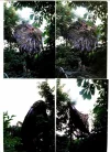 Camouflage.webp