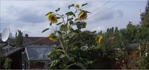 Sunflowers August 23 2018.JPG