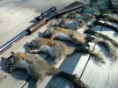 Squirrel.webp