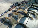Squirrel.webp