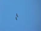 P1110258.webp
