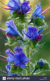 blueweed-echium-vulgare-flowers-DA2698.jpg