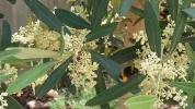 Bee2.webp