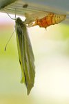 butterfly-chrysalis-nature-insect.jpg