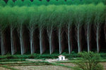 tree farm.jpg