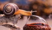 snail drinking.webp