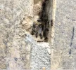Ants 090721.JPG Ants 090721.JPG