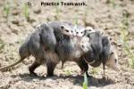tr5.webp