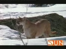 sun italia.webp