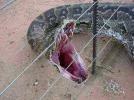 electric_fence2.webp