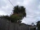 Tree.webp