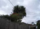 Tree.webp