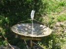 dish2.webp