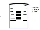 VIPE.webp