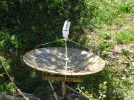dish2.webp