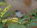 blackcap_P1013328.webp