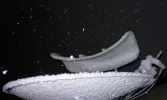 snow (Large).webp