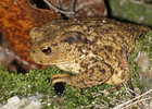 Toad_small_P8044078.jpg