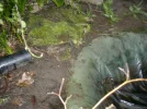 Frog1.webp