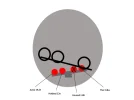 dish2.webp