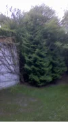 amos4w.webp
