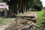 Fallen Tree.webp