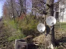 forest.webp