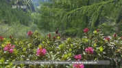 SF 1 HD (deu) Tagesschau Nacht 10-12 23-09-09.webp