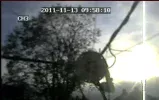 That bloody Tree.webp