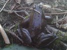 Frog5.jpg