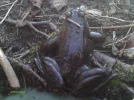 Frog5.webp