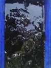 Frogs8.webp