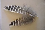 mystery feathers.webp