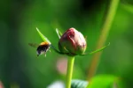 Mr Bee.webp Mr Bee.webp
