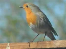 DSCN3254.webp
