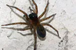 House spider.webp