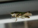 DSCN3750.webp