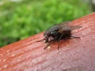 fly5.webp