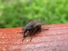 fly7.webp