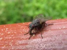 fly9.webp