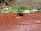 fly1.webp