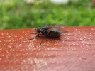 fly2.webp