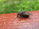 fly4.webp