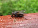 fly6.webp