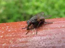 fly8.webp