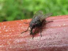 fly10.webp