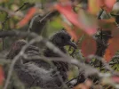 P9211293 copy.webp