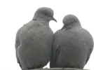 DSCN4087.webp