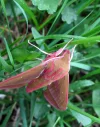 Elephant Hawk-moth3.webp