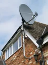 dish.webp